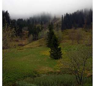 Wald- und Wiesenidylle am Feldberg