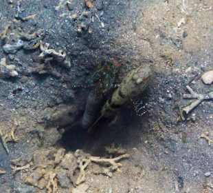 Partnergrundel mit Knallkrebs vor Wohnhöhle