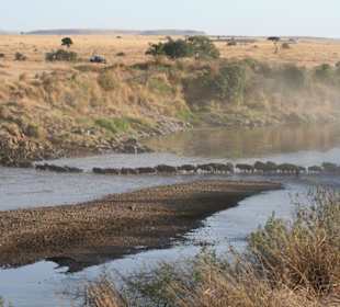 Gnus auf der Wanderung