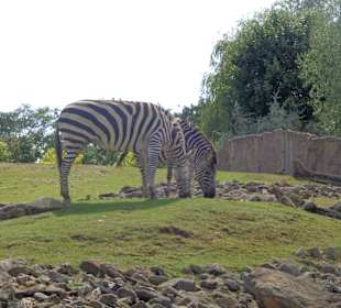 Zebras