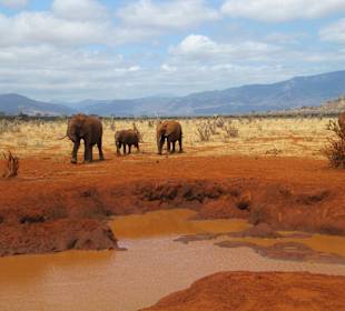 Rote Elefanten von Tsavo East