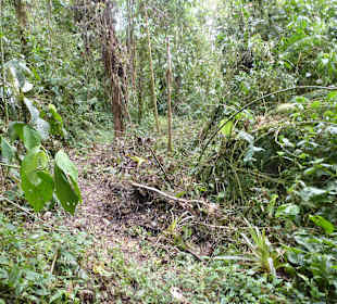 Wanderung durch den Nebelwald/Regenwald
