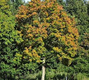 Herbst im Gesundheitspark Speckenbüttel