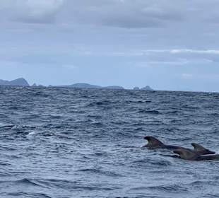 Whale Watching Funchal