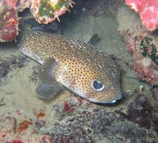 Tauchschule Merlin Sosua