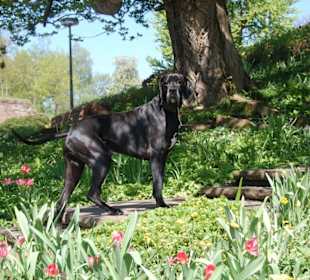 Blüten, Bäume, Sonne, Schatten