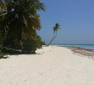 Saona
