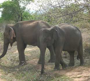 Elefanten im Uda Walawe Nationalpark