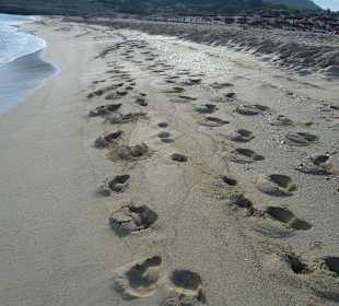 Morgenspaziergang am Strand 