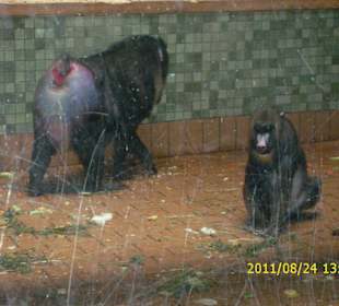 Besuch im Berliner Zoo