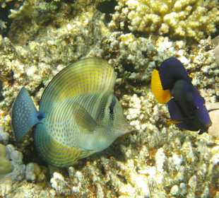 Schnorcheln Abu Dabbab