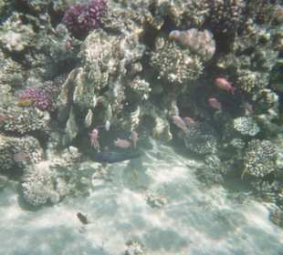 Hausriff des Fort Arabesque