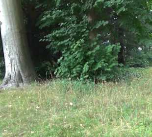 Ehemaliges Palmenhaus