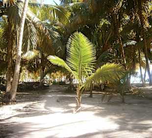 Saona