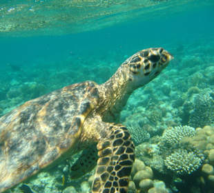 Schnocheln in der Bay