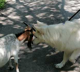 Wildpark Ferleiten