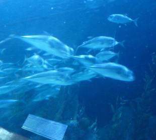 Acuario