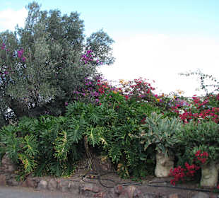 Jardin Botanico de Cactus im Oasispark
