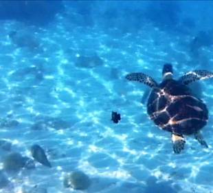 Schnorcheln Marsa Alam