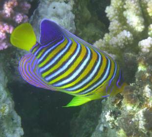 Schnorcheln Marsa Alam