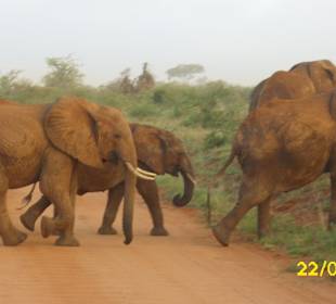 Auch die haben Vorfahrt