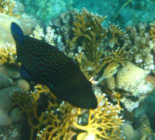 Am Hausriff Dreams Beach Resort & Dreams Vacation Resort