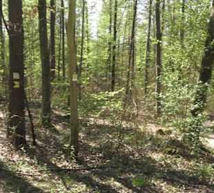 Wanderweg Hochgehwachsen