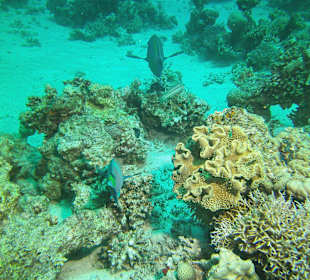 Tauchen bei der DC über Oototo Holiday Service gebucht