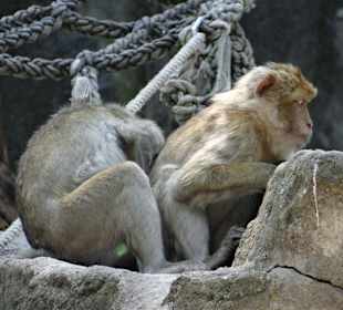 Bei den Affen