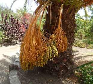 Schöner Garten