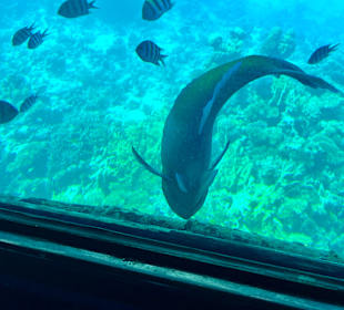 Glasbodenboot Tour Hurghada