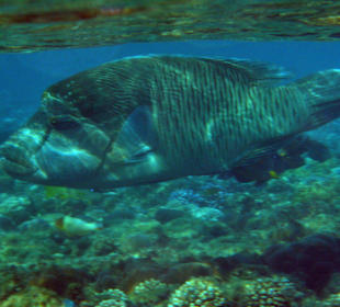 Hotel Lahami Bay Hausriff