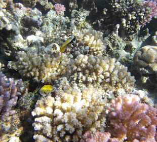 Подводный мир