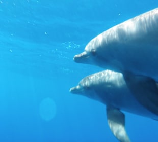 Delfintour mit Bakadi Tours!