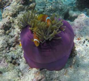 Beim Tauchen entdeckt