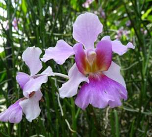 Exotische Blüten und Farben