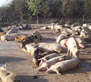 Dörferfahrt - Schweinemast für deutsche Residenten