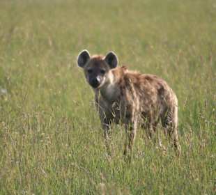 Hyäne