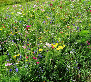 Blumenwiesen am Echternacher See