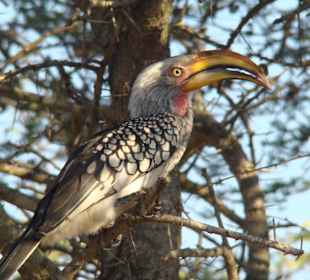 Yellow-Billed Hornbill-Zululand Rhino Reserve African Spirit