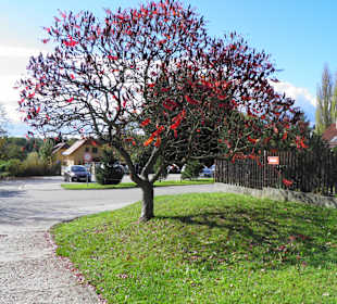 Глубока над Влтавой