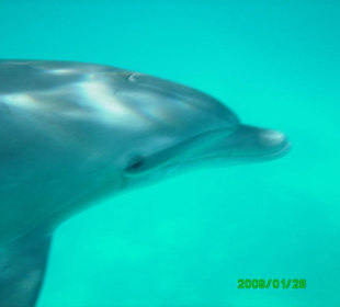 Delfin hautnah
