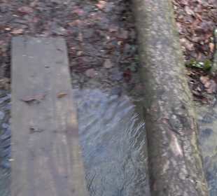 Gomaringer Rundweg - Zu den Giganten im Wald