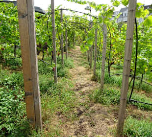 Im Weinberg auf dem Dach des Weinmuseums