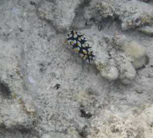 Warzenschnecke