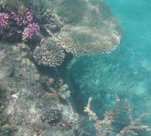 Schnorcheln Makadi Bay