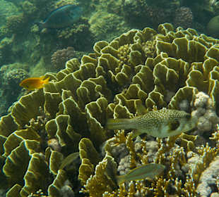 Schnorcheln Hausriff Tulip Resort Marsa Alam 