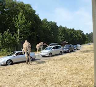 Giraffen sind neugierig