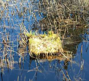 Brutnest im Moor