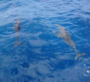 Sataya Riff Marsa Alam 